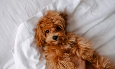 Puppygirlxd