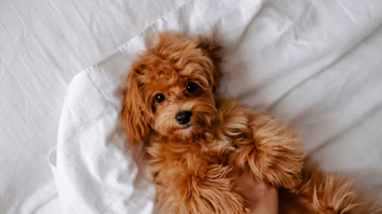 Puppygirlxd