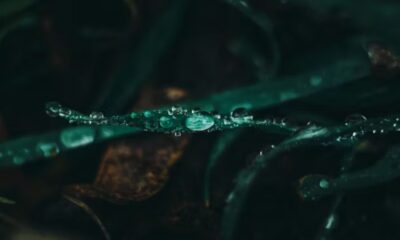 hydra.hd: The Complete Guide to the Elusive Streaming Phenomenon