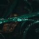 hydra.hd: The Complete Guide to the Elusive Streaming Phenomenon
