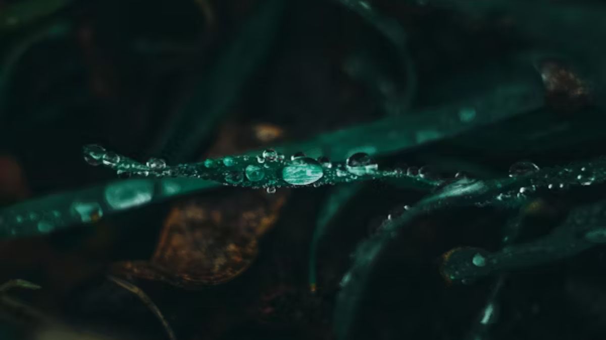 hydra.hd: The Complete Guide to the Elusive Streaming Phenomenon
