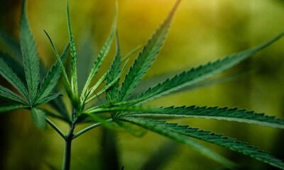 THCA Flower Benefits and Common Uses