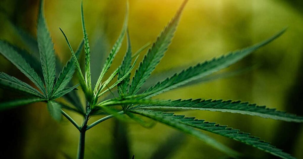 THCA Flower Benefits and Common Uses
