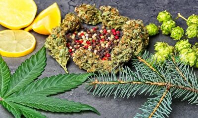 10 Terpene Companies That Actually Deliver on Quality