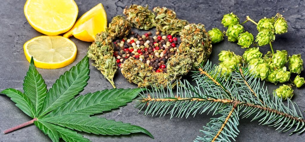 10 Terpene Companies That Actually Deliver on Quality