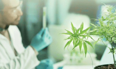 THC vs. CBD for Sleep: Which Cannabinoid is Right for Your Night time Routine?