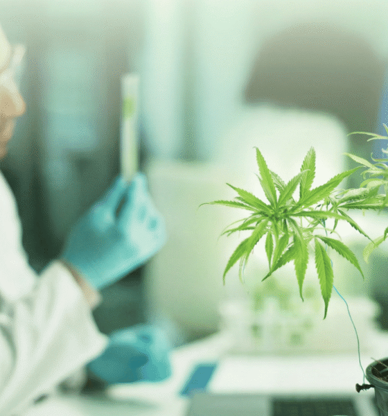 THC vs. CBD for Sleep: Which Cannabinoid is Right for Your Night time Routine?