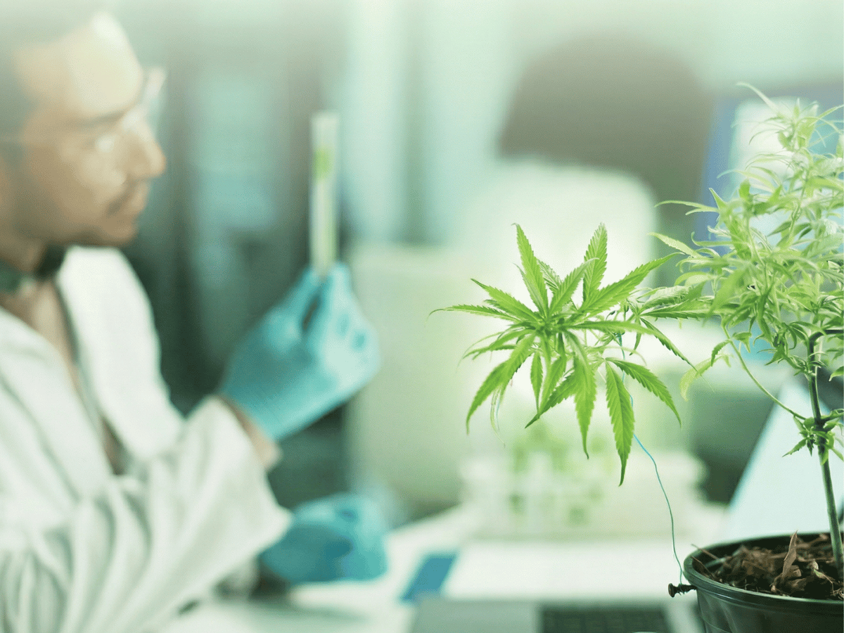 THC vs. CBD for Sleep: Which Cannabinoid is Right for Your Night time Routine?